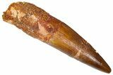 Fossil Spinosaurus Tooth - Real Dinosaur Tooth #368148-1